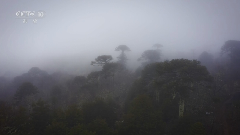 《自然传奇》 20260316 古树传奇