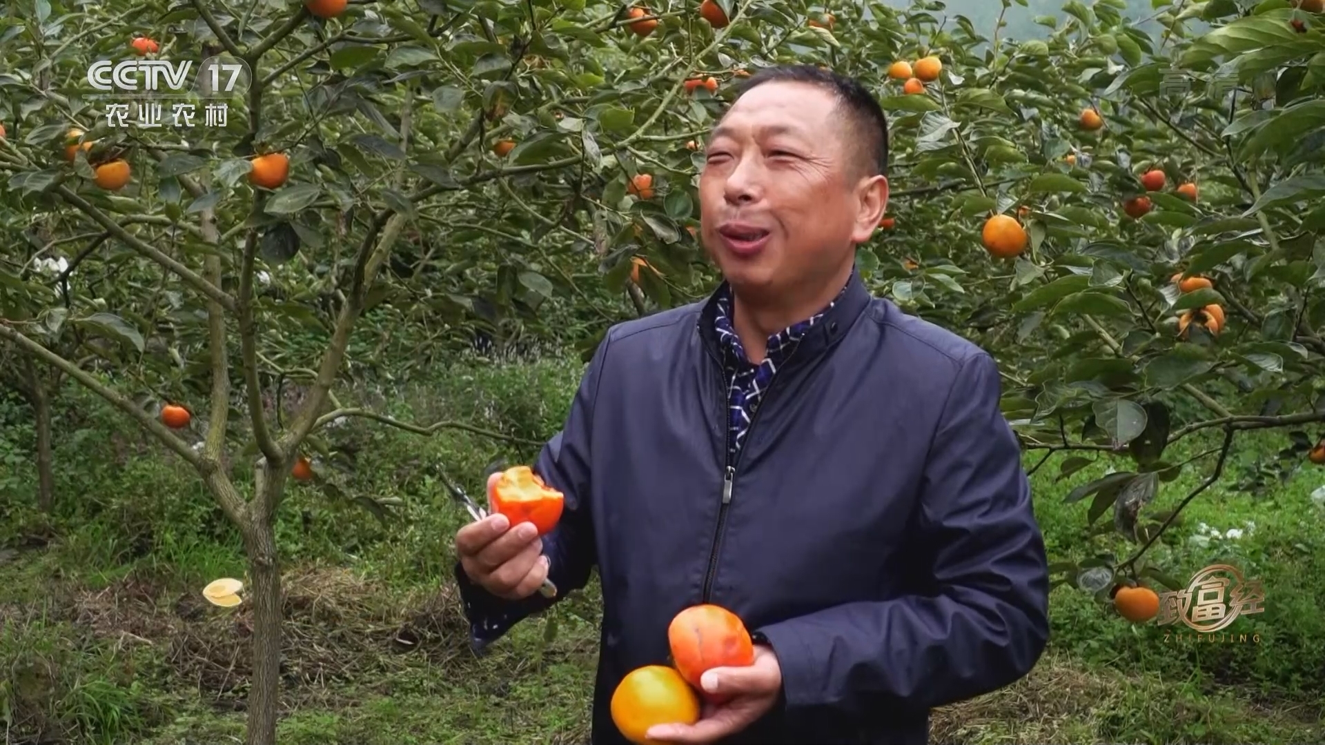 《致富经》 20211208 父子较劲 硬柿生财