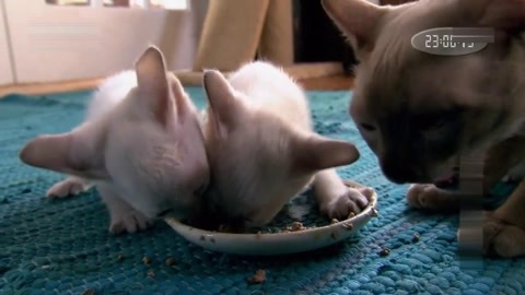萌宠养成计划 饿疯小猫抢食物