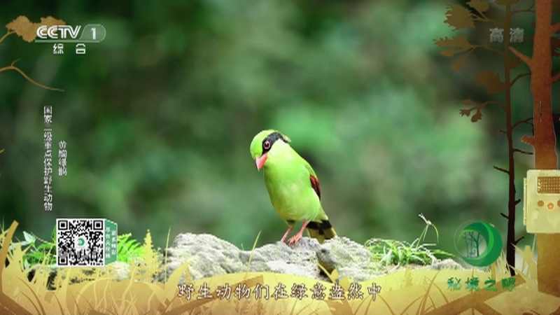 秘境之眼 《秘境之眼》 东北虎/梅花鹿/黑熊/黄胸绿鹊 20221217