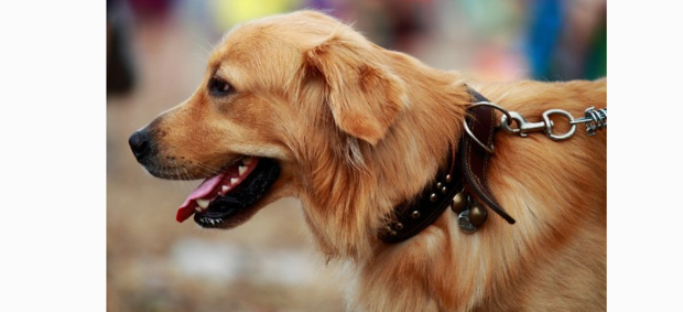 怎麼訓練金毛犬