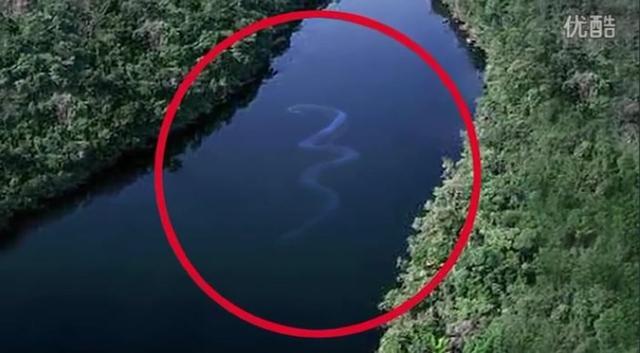 世界上最大的蛇被直升飞机抓拍到最新资讯