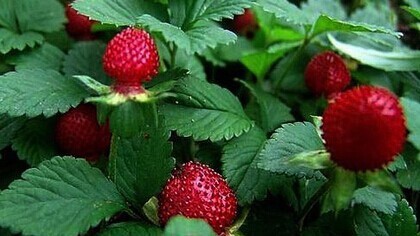 蛇莓的果实真的不能吃吗?