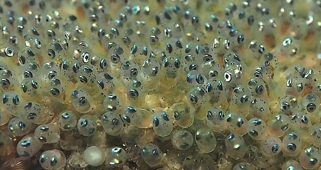 密恐慎入!日潜水者所拍小丑鱼卵酷似"小黄人"眼睛