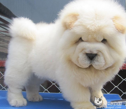 求这是什么狗 太可爱了