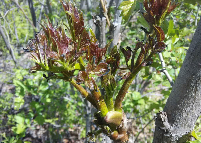 农村这种"野菜之王",浑身是刺,营养价值高