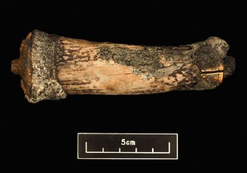 雕刻图案的鹿角