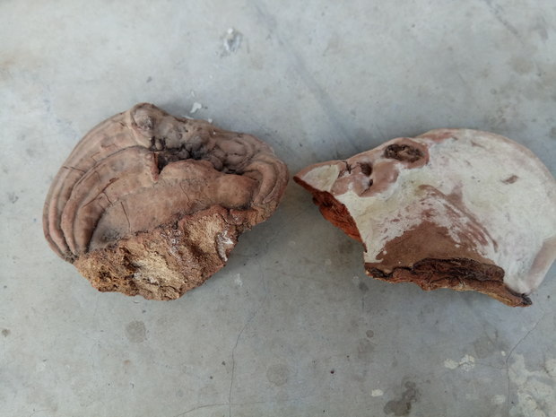 白杨树上长的,像是菌类,求大神鉴定