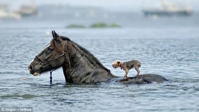 动物世界的精彩