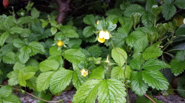 请问这是什么花?