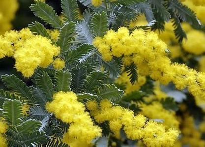 别名:鸭皂树,刺球花,消息树等;灌木或小乔木,树皮粗糙,褐色,多分枝