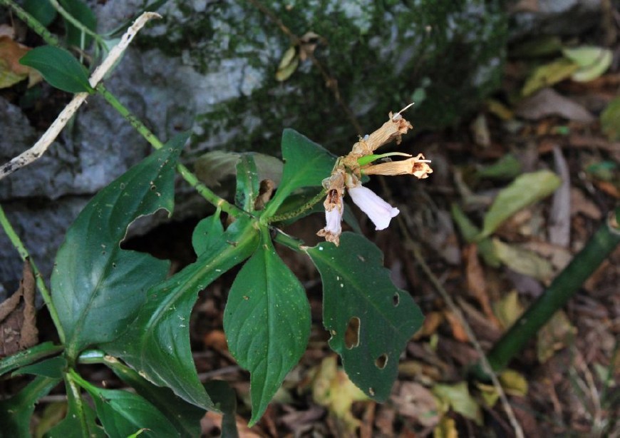 農村山裡的野草,蛇最怕它,農民叫它