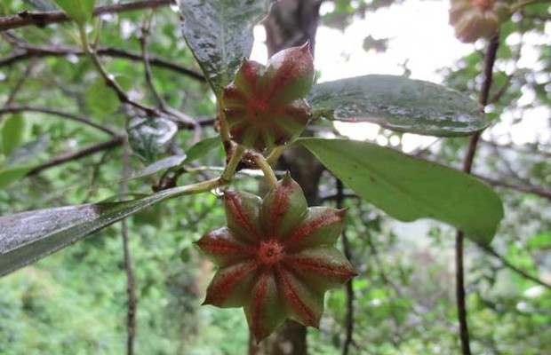 八角樹種植技術