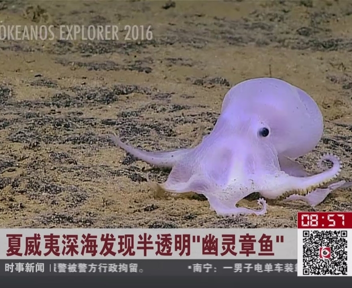 美海域发现新品种章鱼 通体透明酷似小精灵