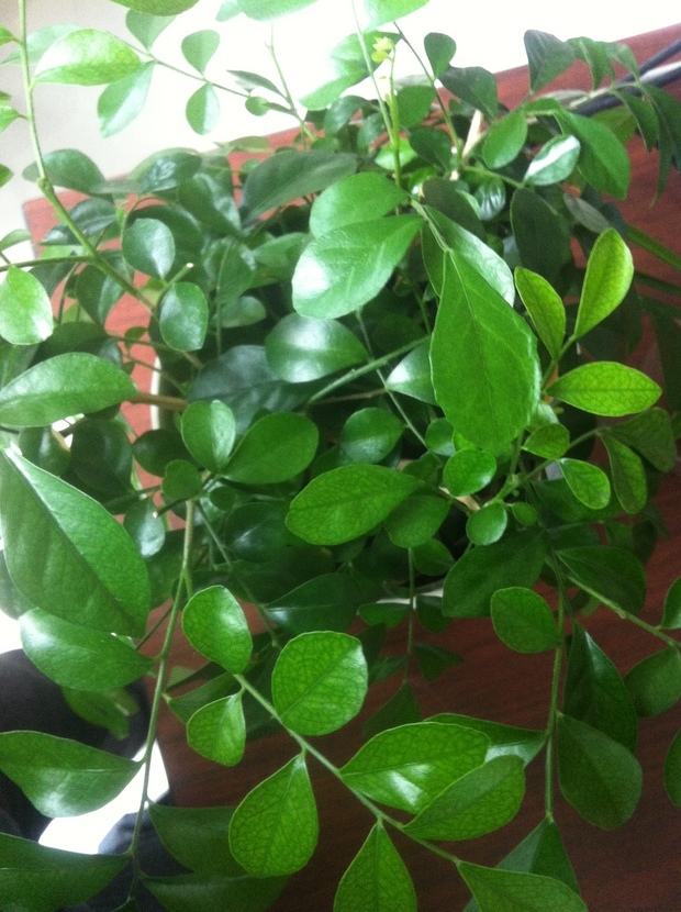 九秋香,九树香,七里香,千里香,万里香,过山香,黄金桂,山黄皮,千只眼