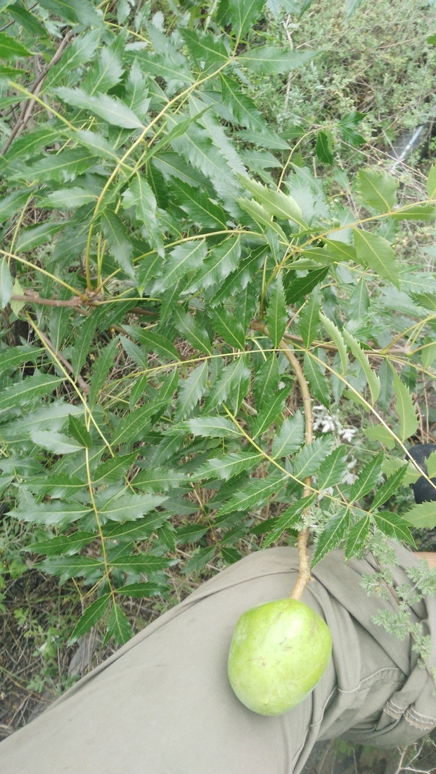 文冠果(拉丁学名xanthoceras sorbifolia bunge),又称文冠木,文
