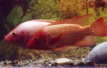 罗非鱼淡水养殖