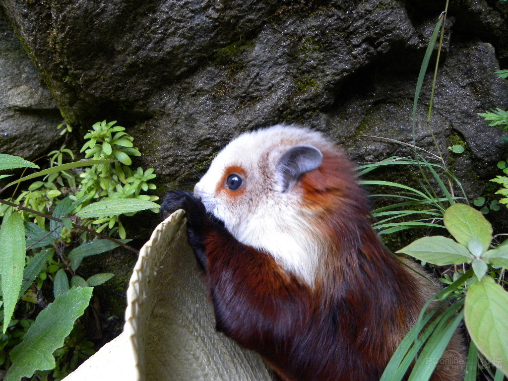 寒号鸟-缘轩歌曲专辑