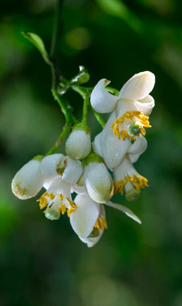 春天什麼花最香? 陽山柚花開