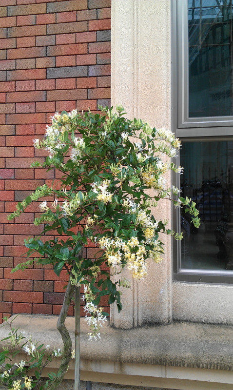 想问下这棵是金银花还是山银花?