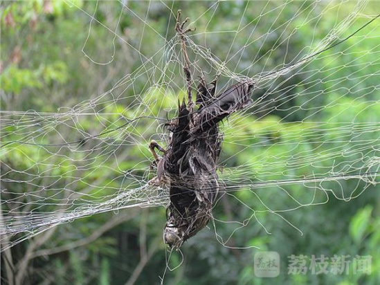 高淳一农庄内公然张网捕鸟 多只飞鸟被缠死成鸟干