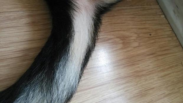 德牧3个多月身上长了好多白毛是怎么回事啊