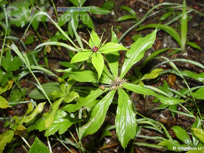 重楼-中医草药