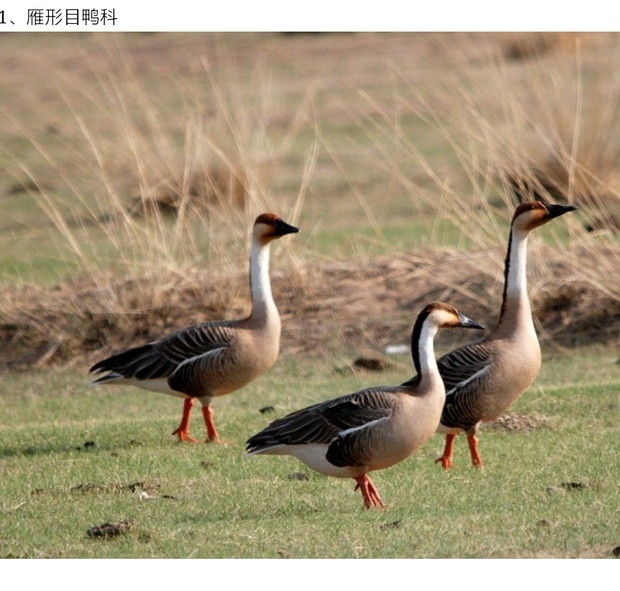 请问这是什么鸟?谢谢!