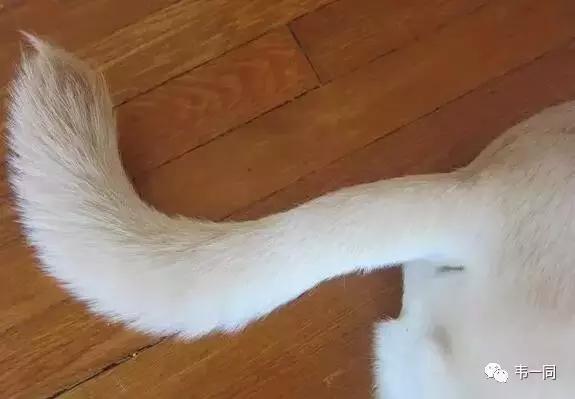 奇葩的受伤经历,拉链夹到丁丁