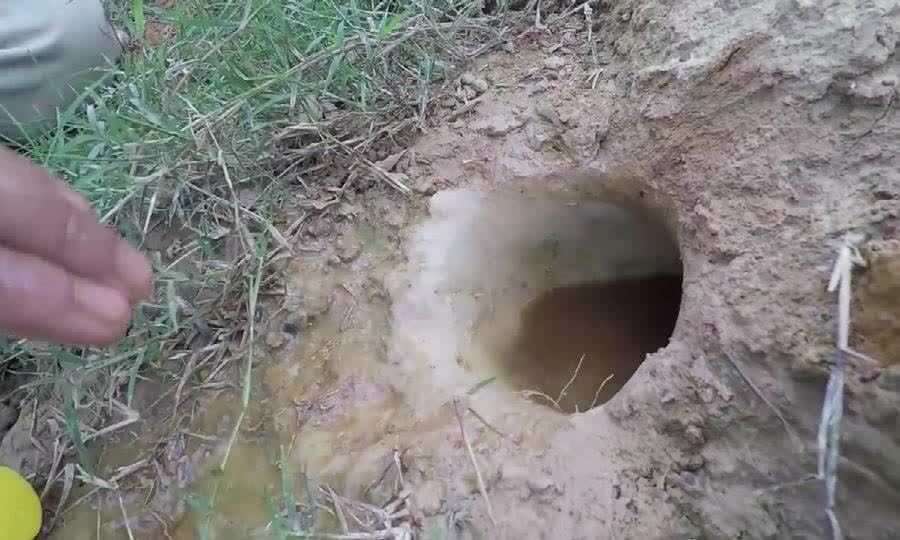 大叔麦田里发现一个奇怪的洞,竟挖出巨无霸大泥鳅,赚大了