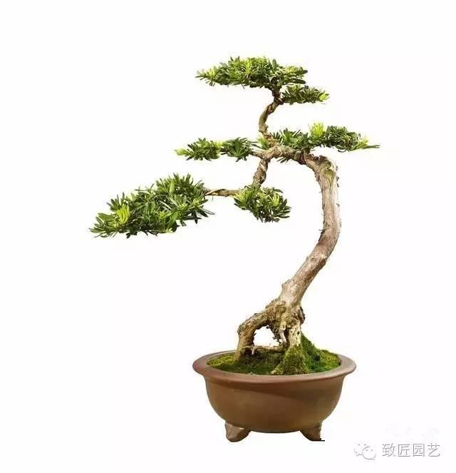 容易养活的16种微型盆景,总有一种适合你.