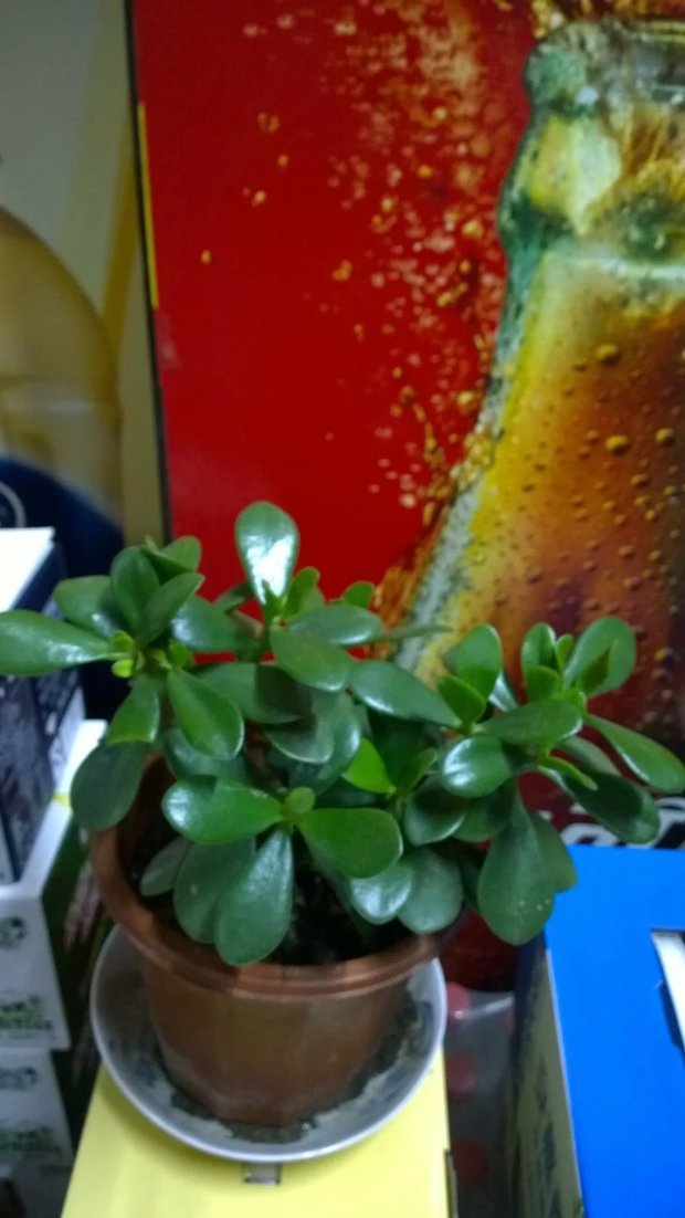 100种木本植物(100种木本植物名字)