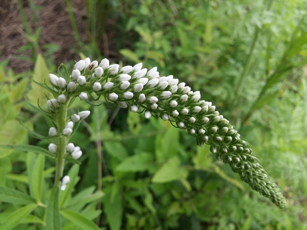 这是"狼尾珍珠菜,又名"血经草,药用植物.