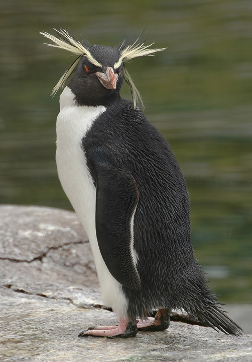 长眉企鹅图片