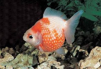 珍珠鱼.经过人工培育的珍贵观赏鱼种.