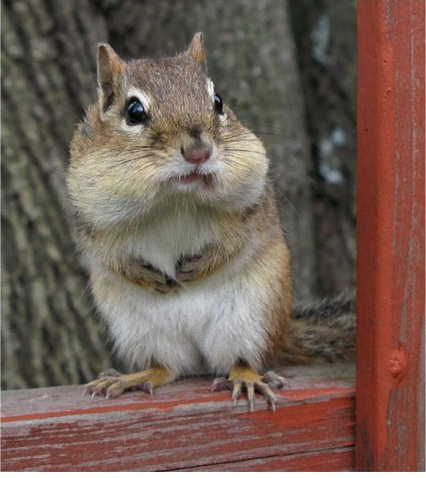 巴西人首战进了4个球买3送1