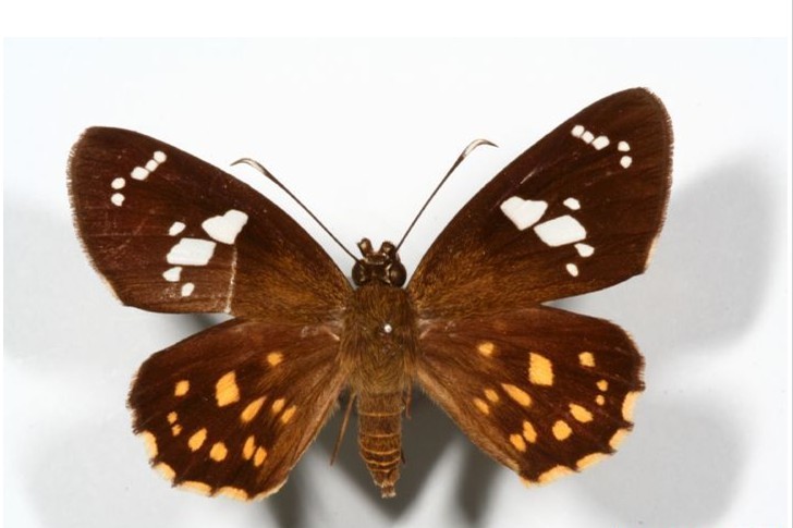 四川星弄蝶-360百科