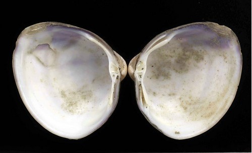 四角蛤蜊-360百科