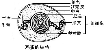 鸡卵图片 结构图图片