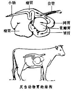 反刍胃