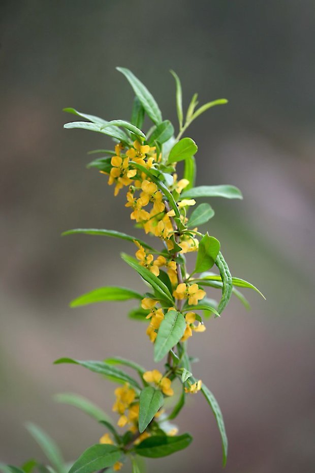 扁担骨子根治病吗