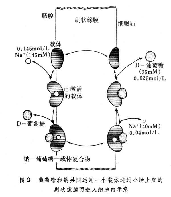 吸收_360百科