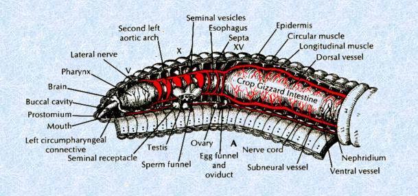 环毛蚓解剖结构图图片