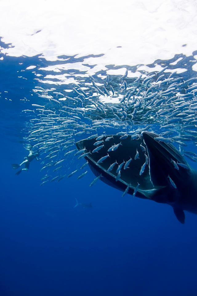 吞噬巨鲸的米诺鱼图片