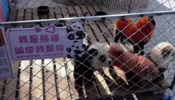 动物园染色狗扮熊猫