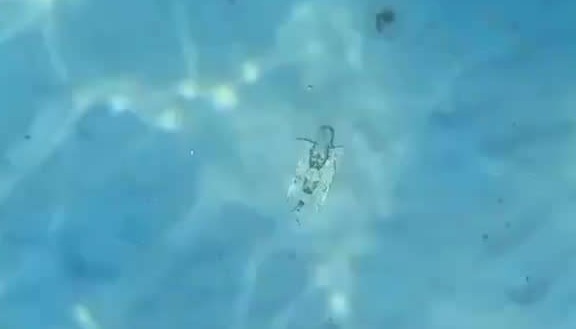 起猛了看到鱼长翅膀